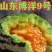 博洋9号甜瓜高青县一手货源大量上市需要的老板直接联系