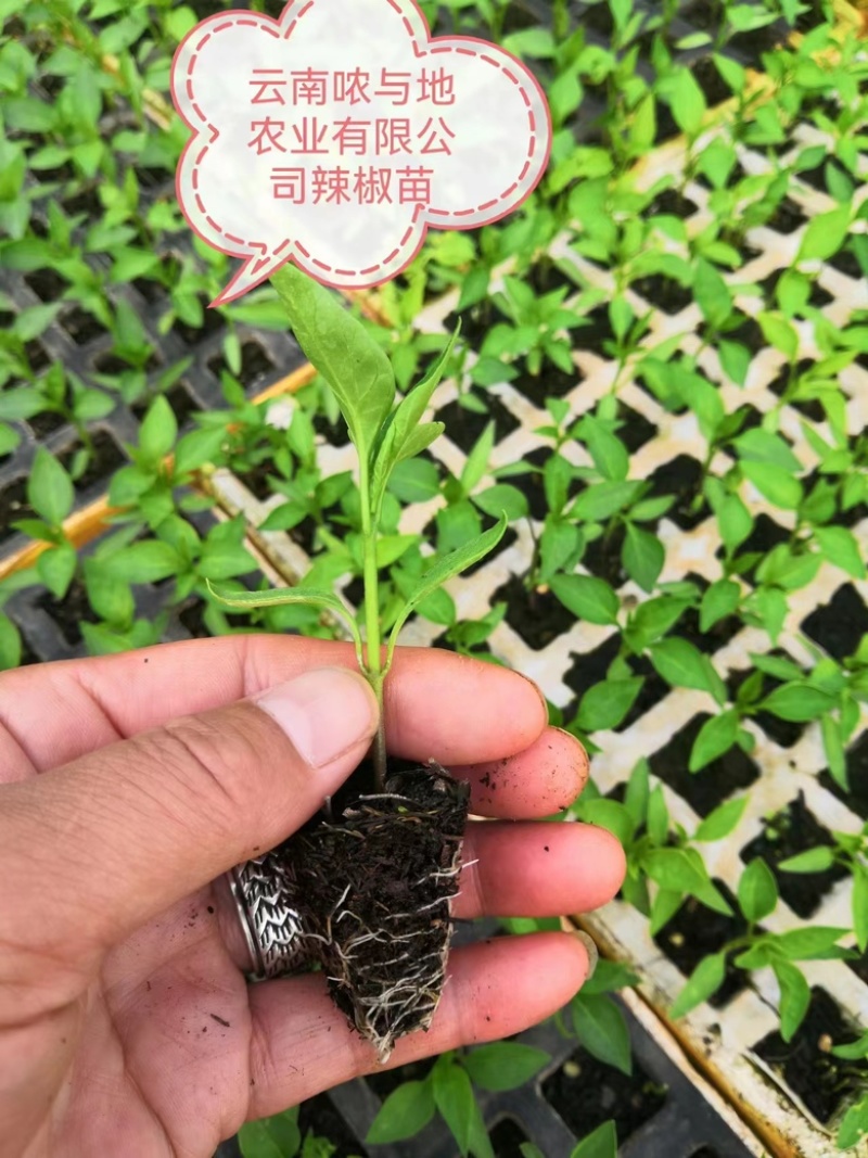 【推荐】辣椒苗苗圃直发可视频看货提供技术支持欢迎咨询