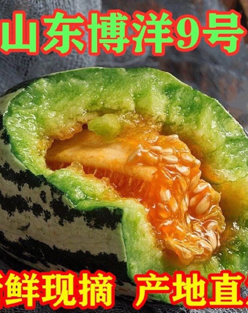 博洋9号甜瓜高青县一手货源大量上市需要的老板直接联系