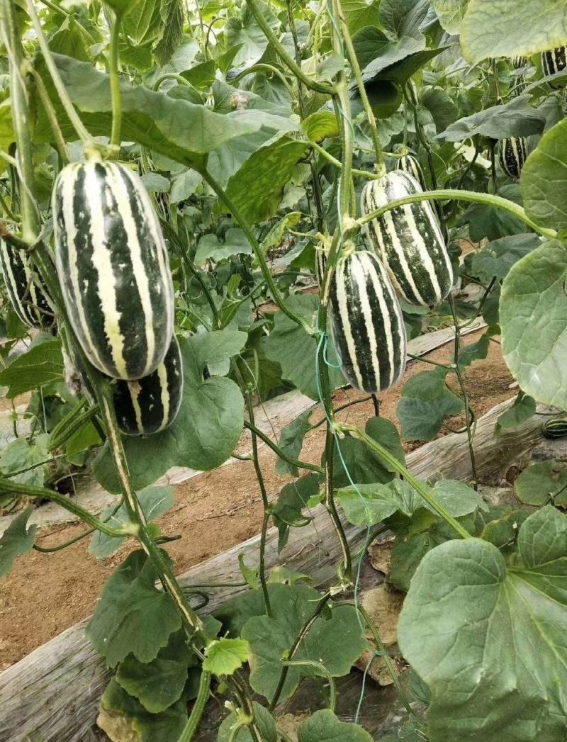 博洋9号甜瓜高青县一手货源大量上市需要的老板直接联系