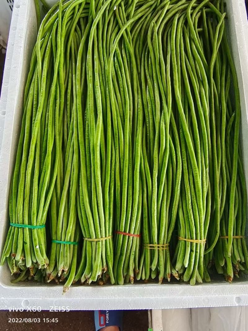 邯郸精品长豆角大量上市本地货源欢迎大家来选购