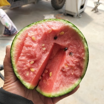 山东蜜宝西瓜