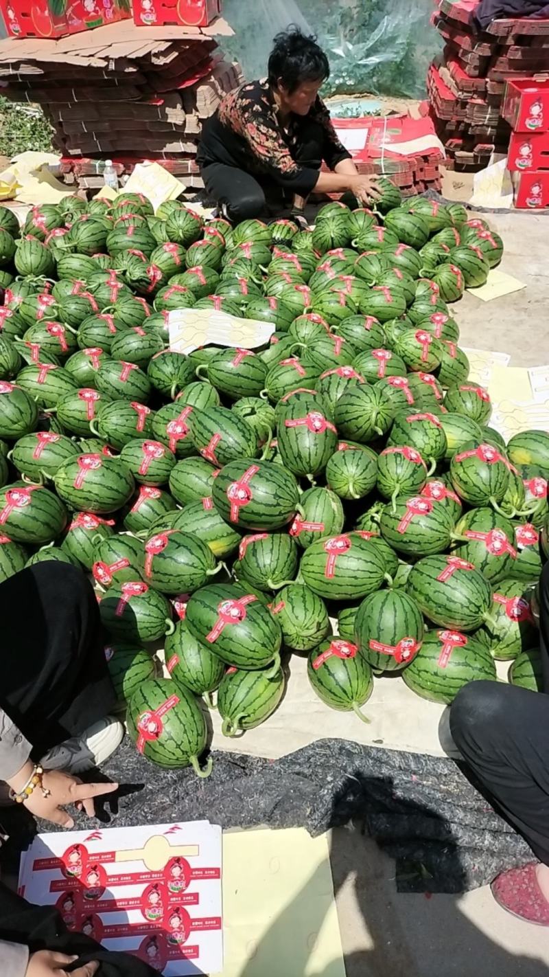 山东蜜宝西瓜