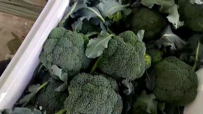 邯郸精品西兰花产地直供大量有货个头均匀颜色好看