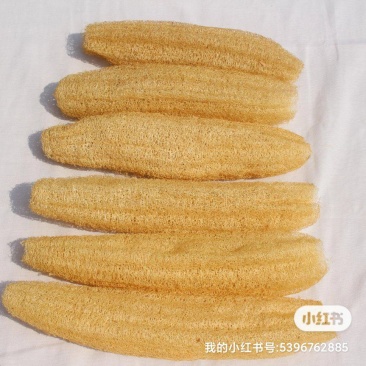 丝瓜络