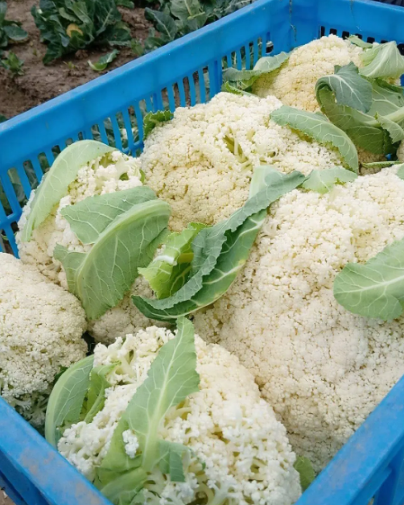 [有机花菜]松花菜大量上市产地直发一手货源价格优惠