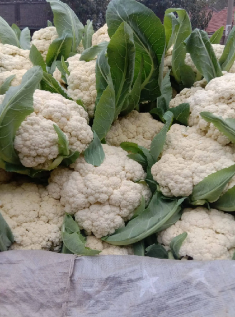 [有机花菜]松花菜大量上市产地直发一手货源价格优惠