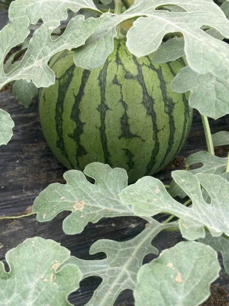 宿迁黄金特小凤西瓜种植基地直销一手货源无中间商欢迎实地考