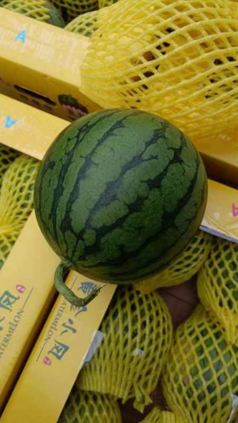宿迁黄金特小凤西瓜种植基地直销一手货源无中间商欢迎实地考