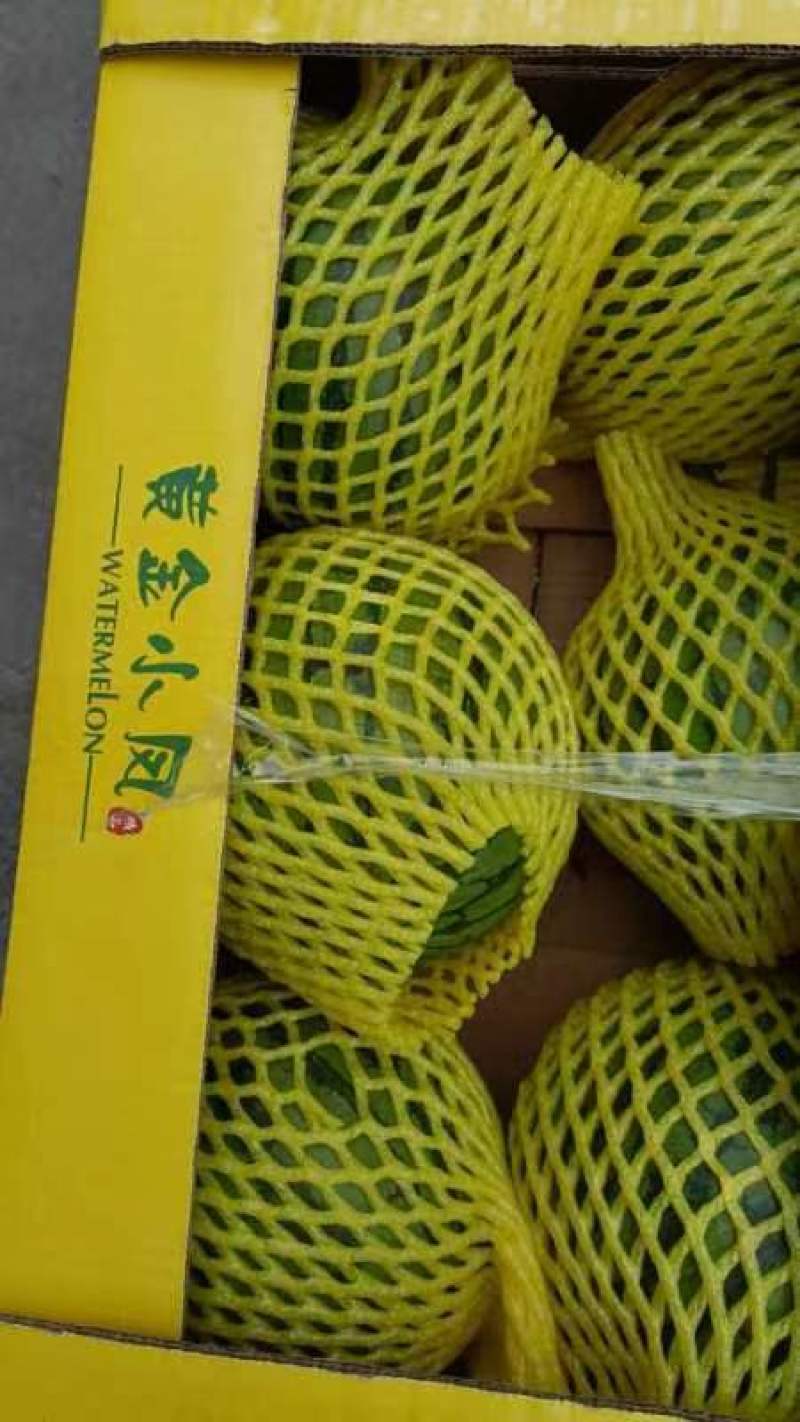 宿迁黄金特小凤西瓜种植基地直销一手货源无中间商欢迎实地考