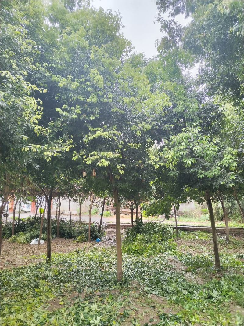 樟树，产地直销，质量保障精品数目视频现场看货