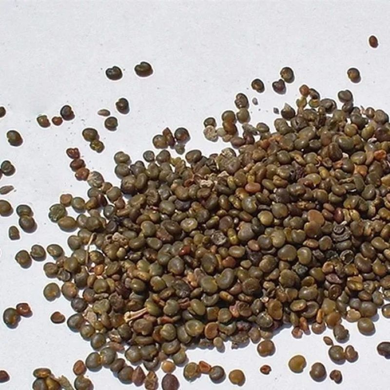沙苑子沙苑子泡茶泡酒料泡茶泄中药材免洗沙苑子阳茶老公茶