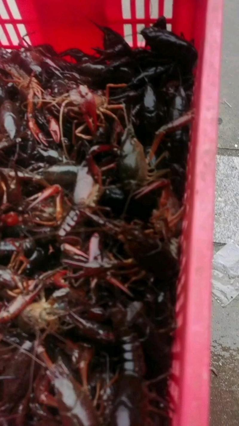 需要江苏小龙虾包括后期即将上市的江苏大闸蟹，可以找我洽谈