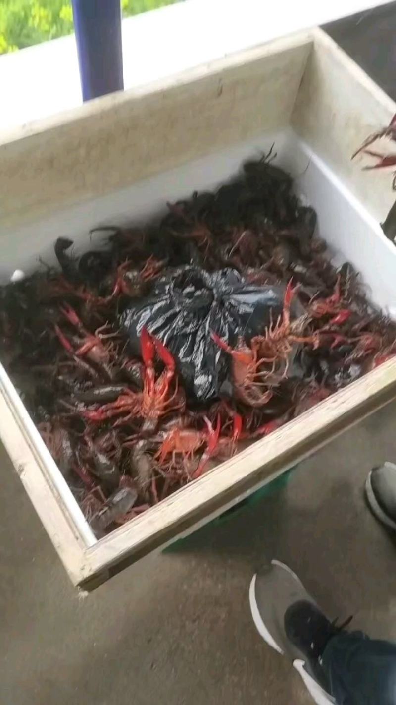 需要小龙虾包括后期即将上市的江苏大闸蟹，可以找我洽谈