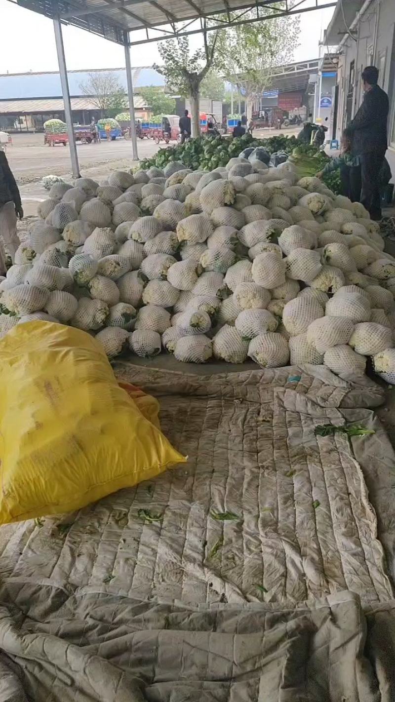 陕西松花菜有机花白度好个头匀一手货源