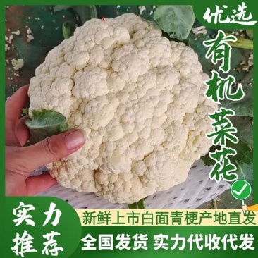 【实力】有机松花菜白面青梗菜花原产地发货梗货源足价格低