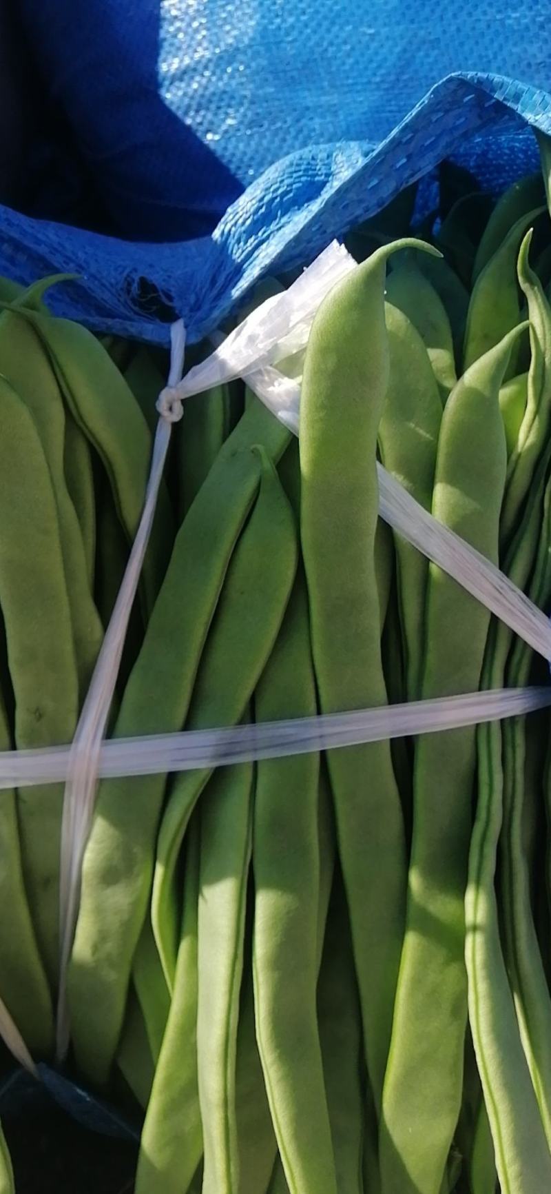 豆角