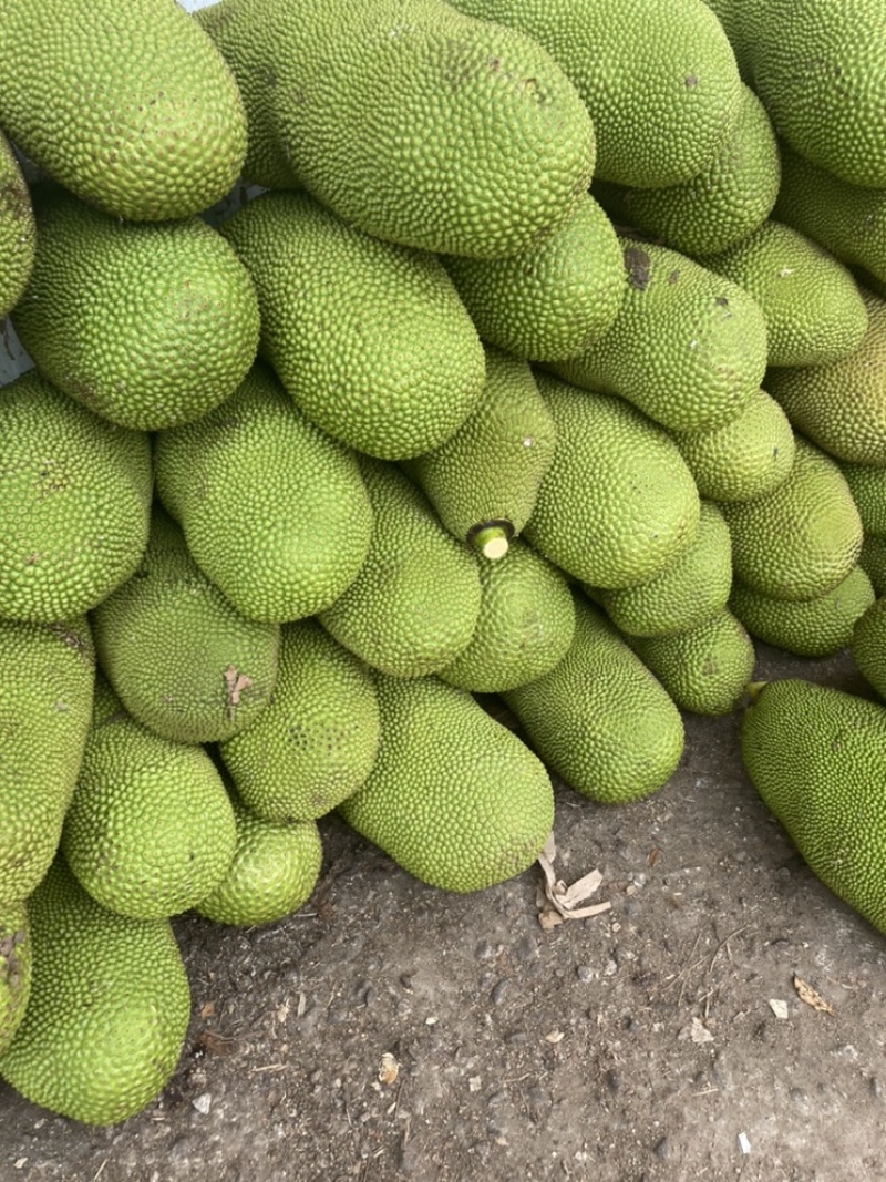海南黄肉菠萝蜜产地直销全国发货质量保障欢迎订购