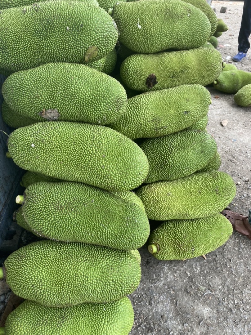海南黄肉菠萝蜜产地直销全国发货质量保障欢迎订购
