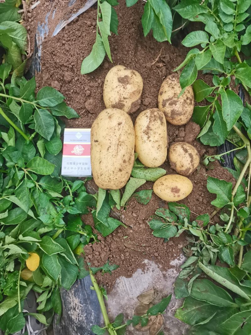 V7黄皮黄心土豆马铃薯洋芋大量供应通货2026新土豆