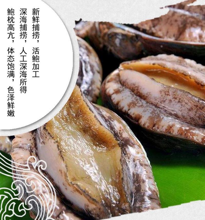 鲜活鲍鱼九孔小鲍鱼鲍鱼鲜活22头，30头整箱包邮批发零