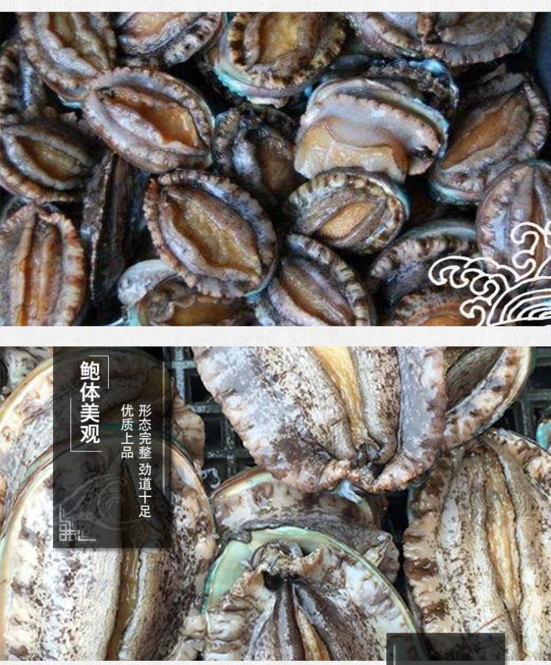 鲜活鲍鱼九孔小鲍鱼鲍鱼鲜活22头，30头整箱包邮批发零