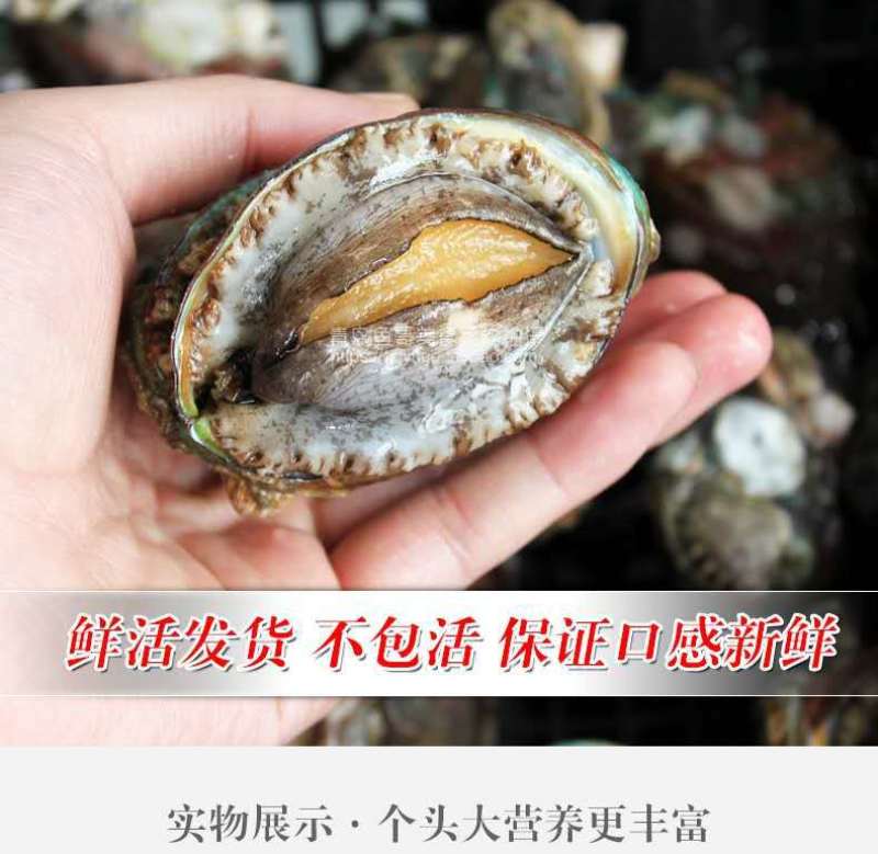 鲜活鲍鱼九孔小鲍鱼鲍鱼鲜活22头，30头整箱包邮批发零