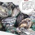 鲜活鲍鱼九孔小鲍鱼鲍鱼鲜活22头，30头整箱包邮批发零