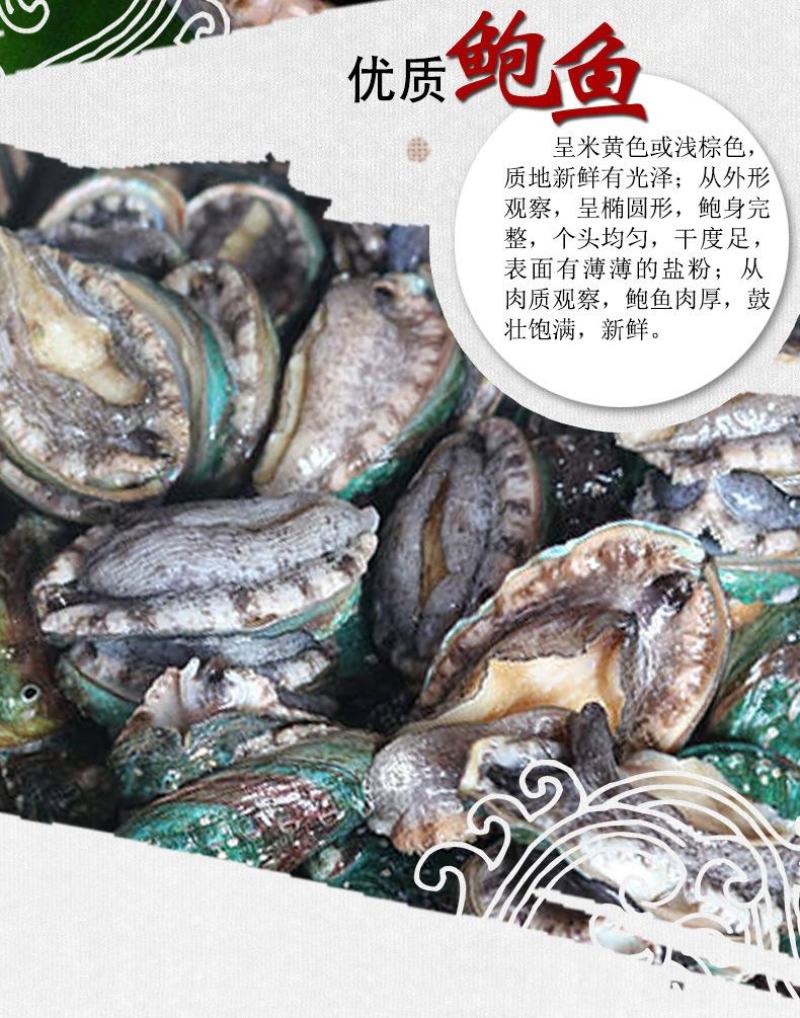 鲜活鲍鱼九孔小鲍鱼鲍鱼鲜活22头，30头整箱包邮批发零