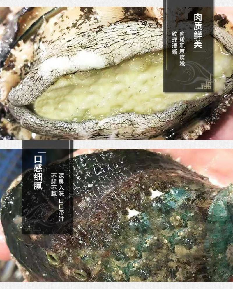 鲜活鲍鱼九孔小鲍鱼鲍鱼鲜活22头，30头整箱包邮批发零