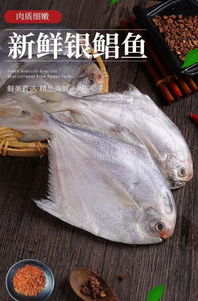 鲳鱼银鲳鱼白鲳鱼平鱼5斤新鲜海鲜水产鲜活冷冻日照特产