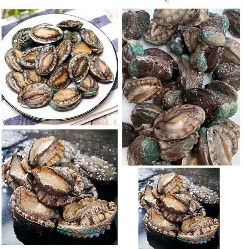 厂家直销八头十头即食鲍鱼冷冻送礼礼品量大价优