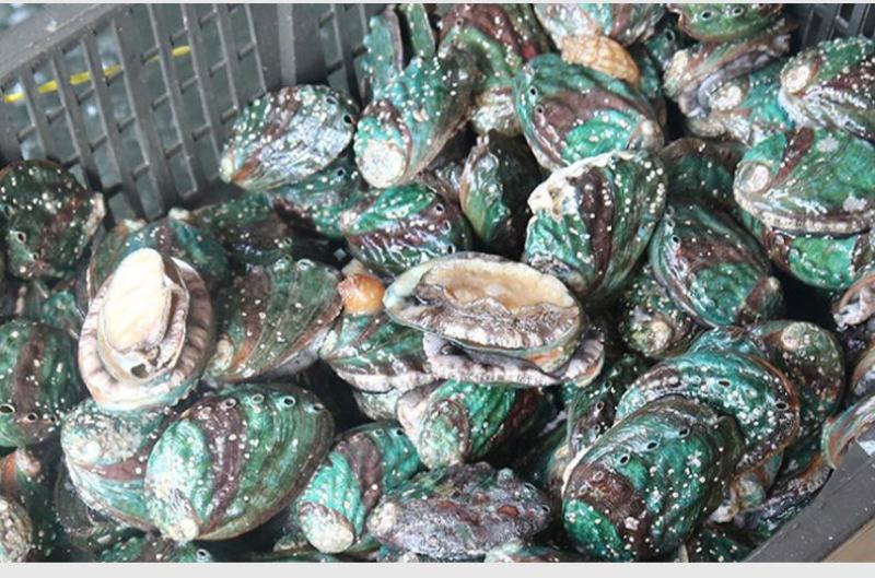 厂家直销八头十头即食鲍鱼冷冻送礼礼品量大价优