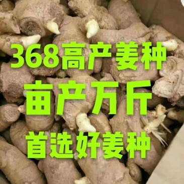 【脱毒368高产姜种】保证出芽率/亩产过万/全国发货