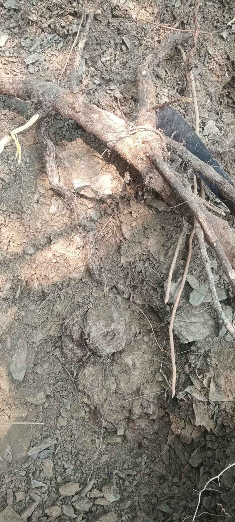 新鲜何首乌精选野生鲜干货货源充足可图片选货