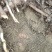 新鲜何首乌精选野生鲜干货货源充足可图片选货