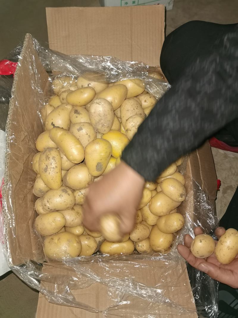 滕州土豆1-2两，1-3两，二到四，人工分选质量保证
