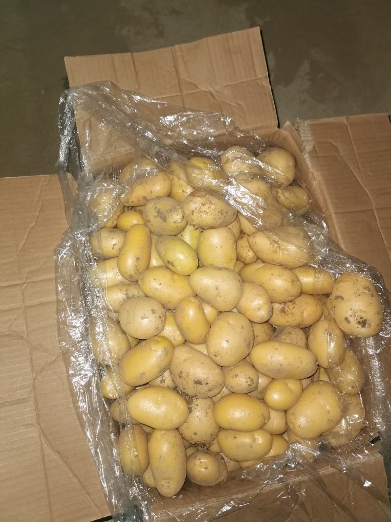 滕州土豆1-2两，1-3两，二到四，人工分选质量保证