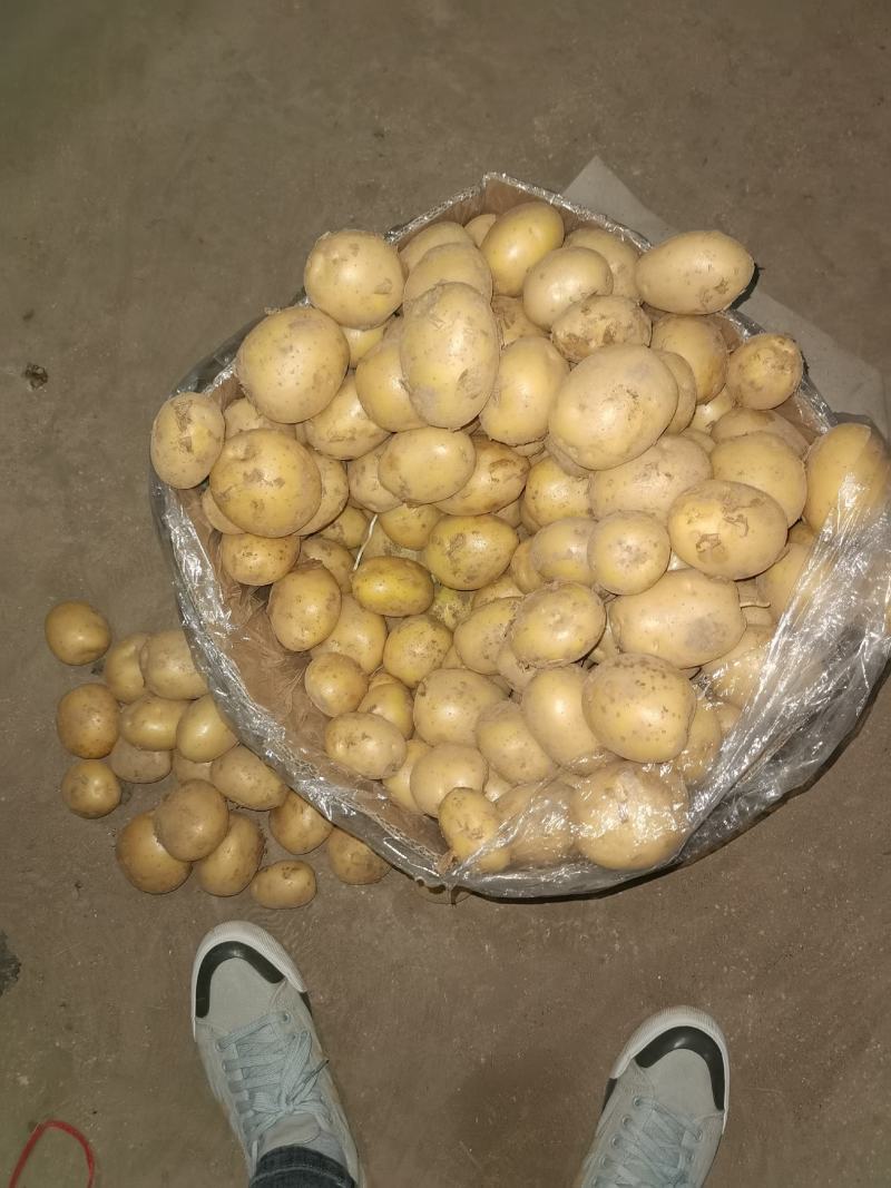 滕州土豆1-2两，1-3两，二到四，人工分选质量保证