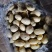滕州土豆1-2两，1-3两，二到四，人工分选质量保证