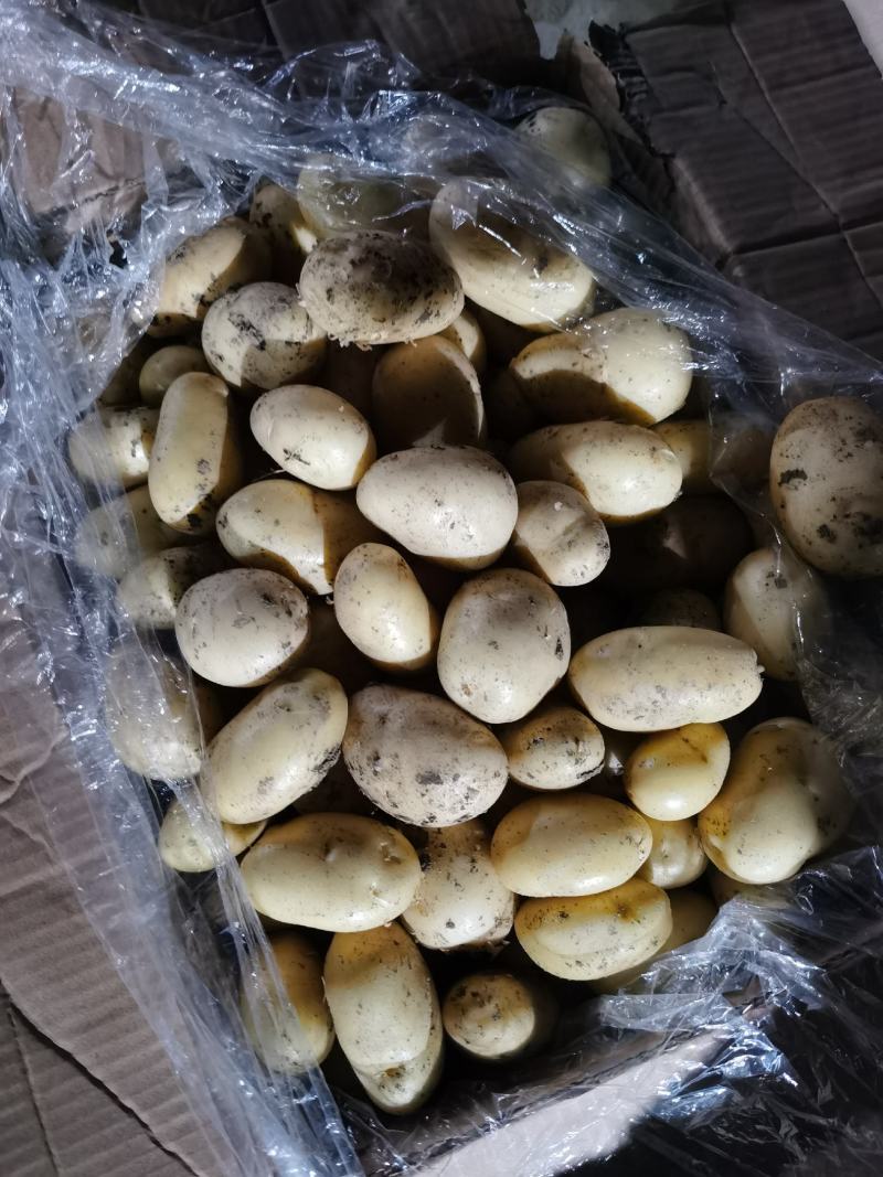 滕州土豆1-2两，1-3两，二到四，人工分选质量保证