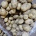 滕州土豆1-2两，1-3两，二到四，人工分选质量保证