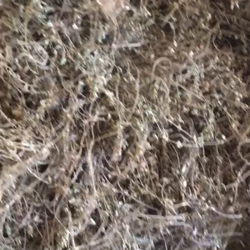 仙草凉粉草