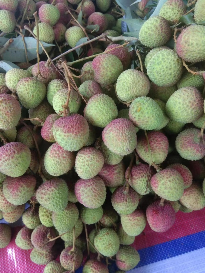 广东妃子笑荔枝量大从优常年对接各大商超欢迎致电