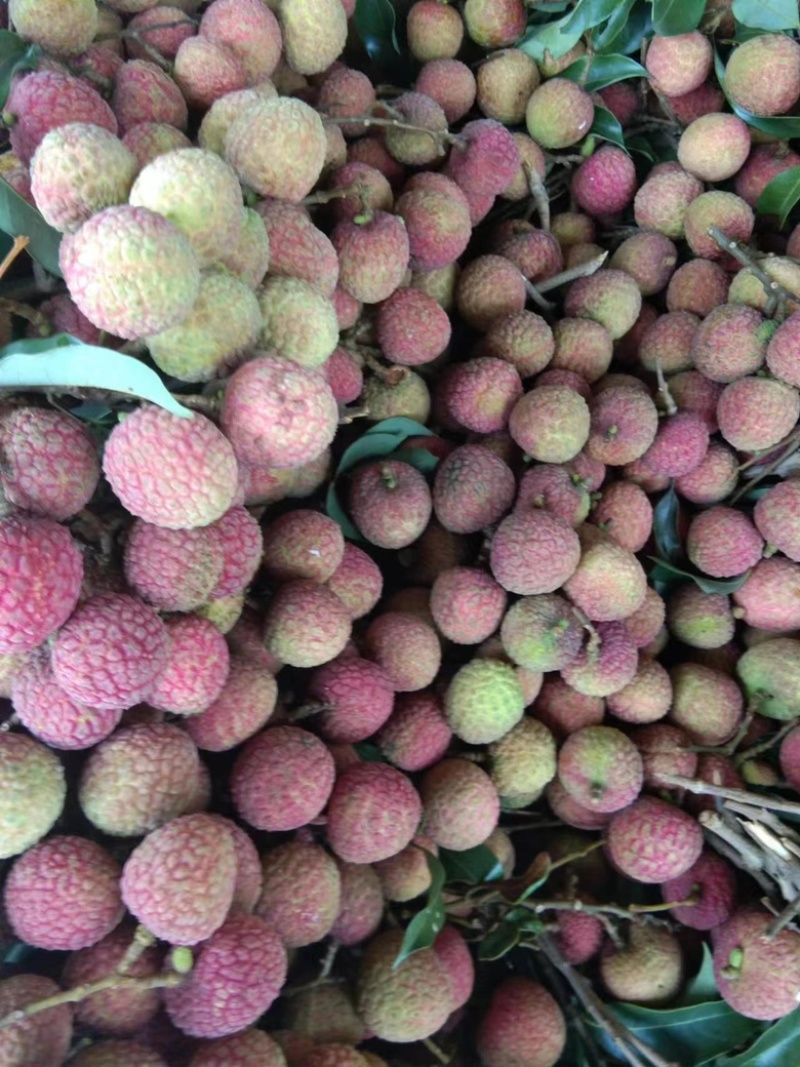 广东妃子笑荔枝量大从优常年对接各大商超欢迎致电