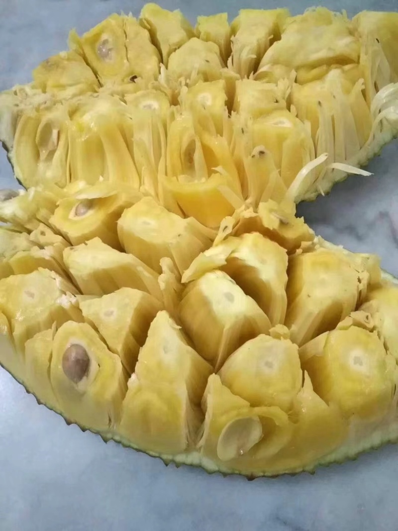 广东茂名菠萝蜜量大从优欢迎各位老板随时致电咨询