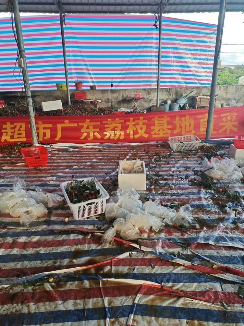 广东茂名黑叶荔枝量大从优常年对接各大商超平台