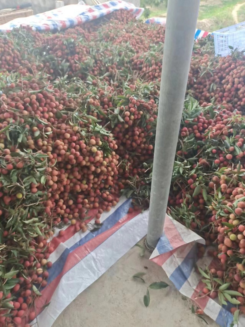 广东茂名黑叶荔枝量大从优常年对接各大商超平台