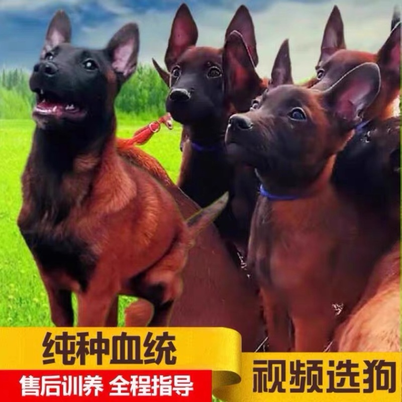 马犬幼犬警犬纯种爆红马犬幼犬马犬小狗看家护院犬放牧牛羊犬