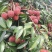广东茂名白蜡荔枝量大从优欢迎各位老板随时致电咨询合作